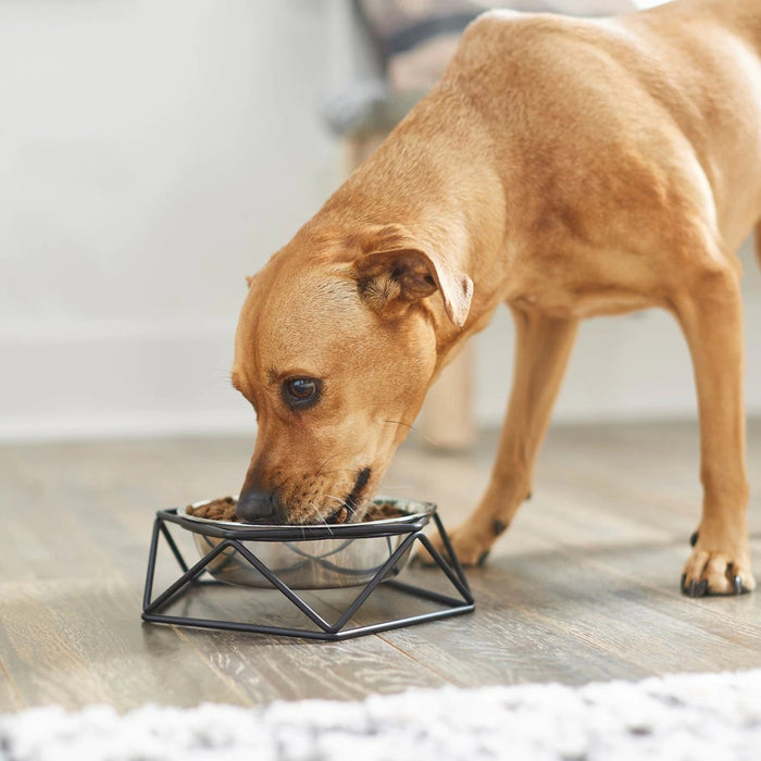 Elevated Stainless Steel Dog & Cat Bowl with Metal Stand