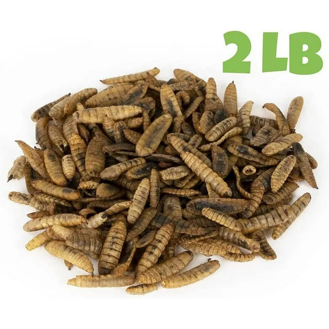 North American Grown Dried Black Soldier Fly Larva (2 lbs) - More Calcium Than Mealworms - Treats for Chickens, Wild Birds, & Reptiles